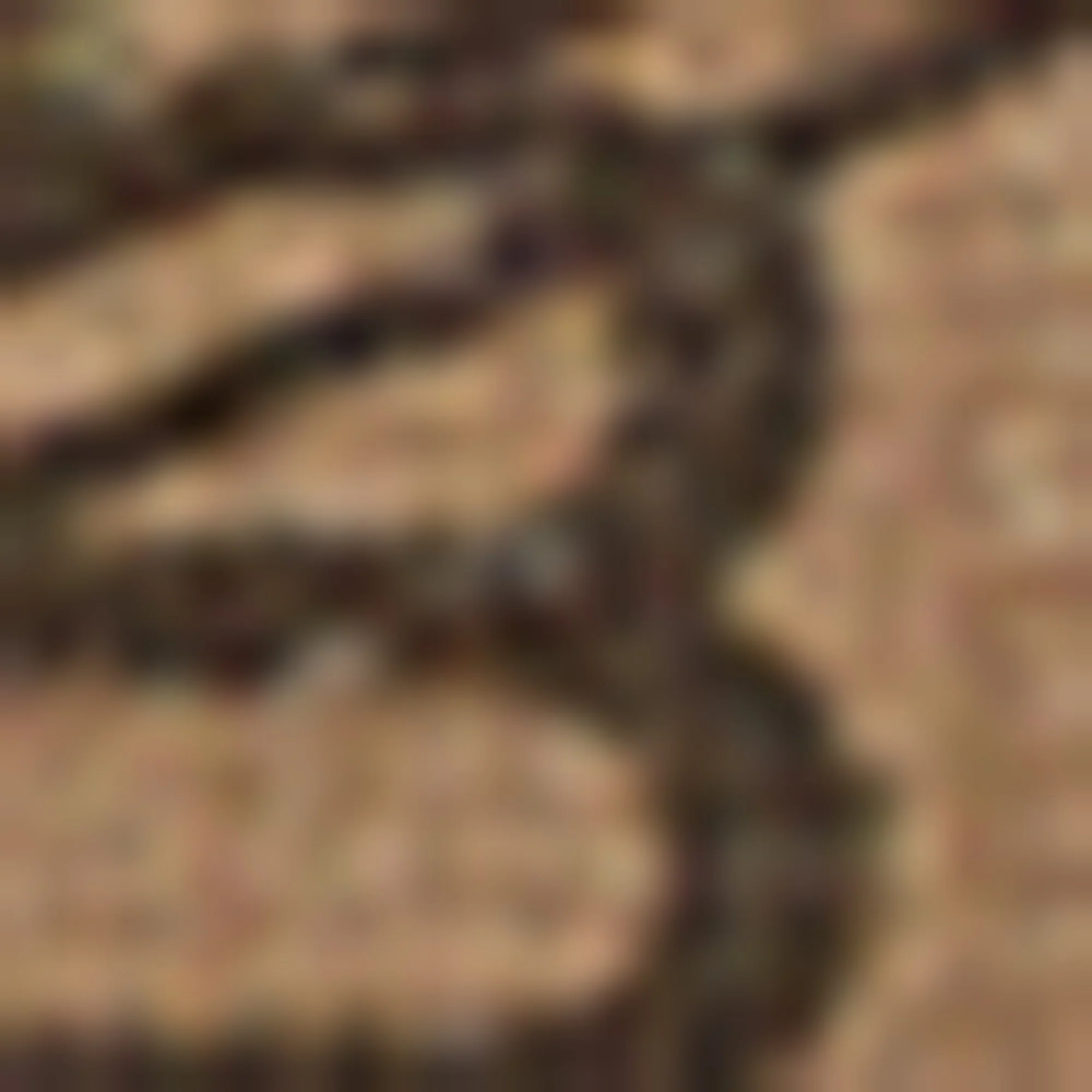 Belts BB Signature 15 - Beige + Brown - Image 3